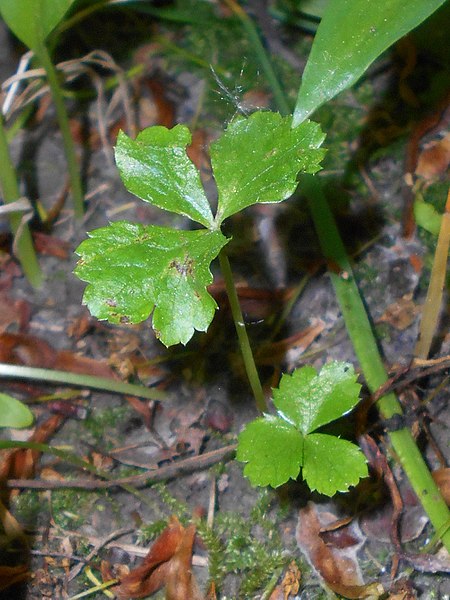 File:Hacquetia epipactis 2018-05-06 1420.jpg