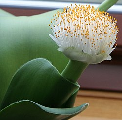 Haemanthus albiflos.jpg