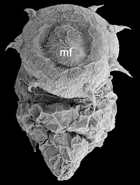 File:Halicryptus spinulosus larva frontosagittal view.png