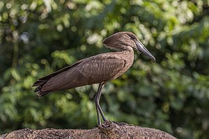 Hamerkop (Scopus umbretta umbretta).jpg