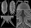 Thumbnail for Hawaiioscia nicoyaensis