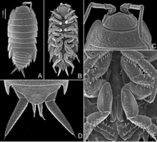 Hawaiioscia nicoyaensis.png