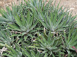 Bandhaworthia (H. fasciata)