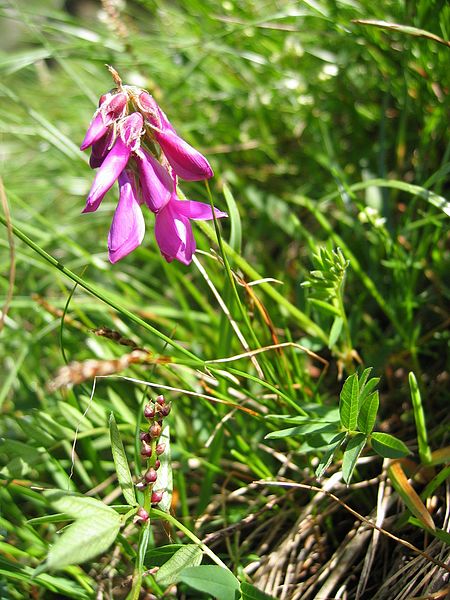 File:Hedysarum hedysaroides.jpg