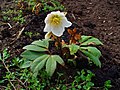 Helleborus niger