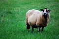 Hello, how are ewe today?.jpg