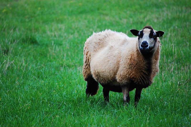 File:Hello, how are ewe today?.jpg
