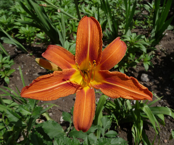 File:Hemerocallis fulva 2009 G3.jpg