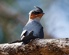 Crested treeswift