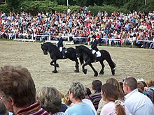 A pas de deux with two Friesian horses. Hengstparade Dillenburg 3.jpg