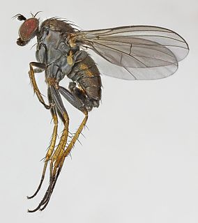 <i>Gymnopternus cupreus</i> Species of fly