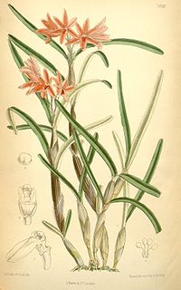 <i>Hexisea</i> Genus of orchids