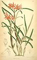 Scaphyglottis bidentata (as syn. Hexisea bidentata) plate 7031 in: Curtis's Bot. Magazine (Orchidaceae), vol. 114, (1888)