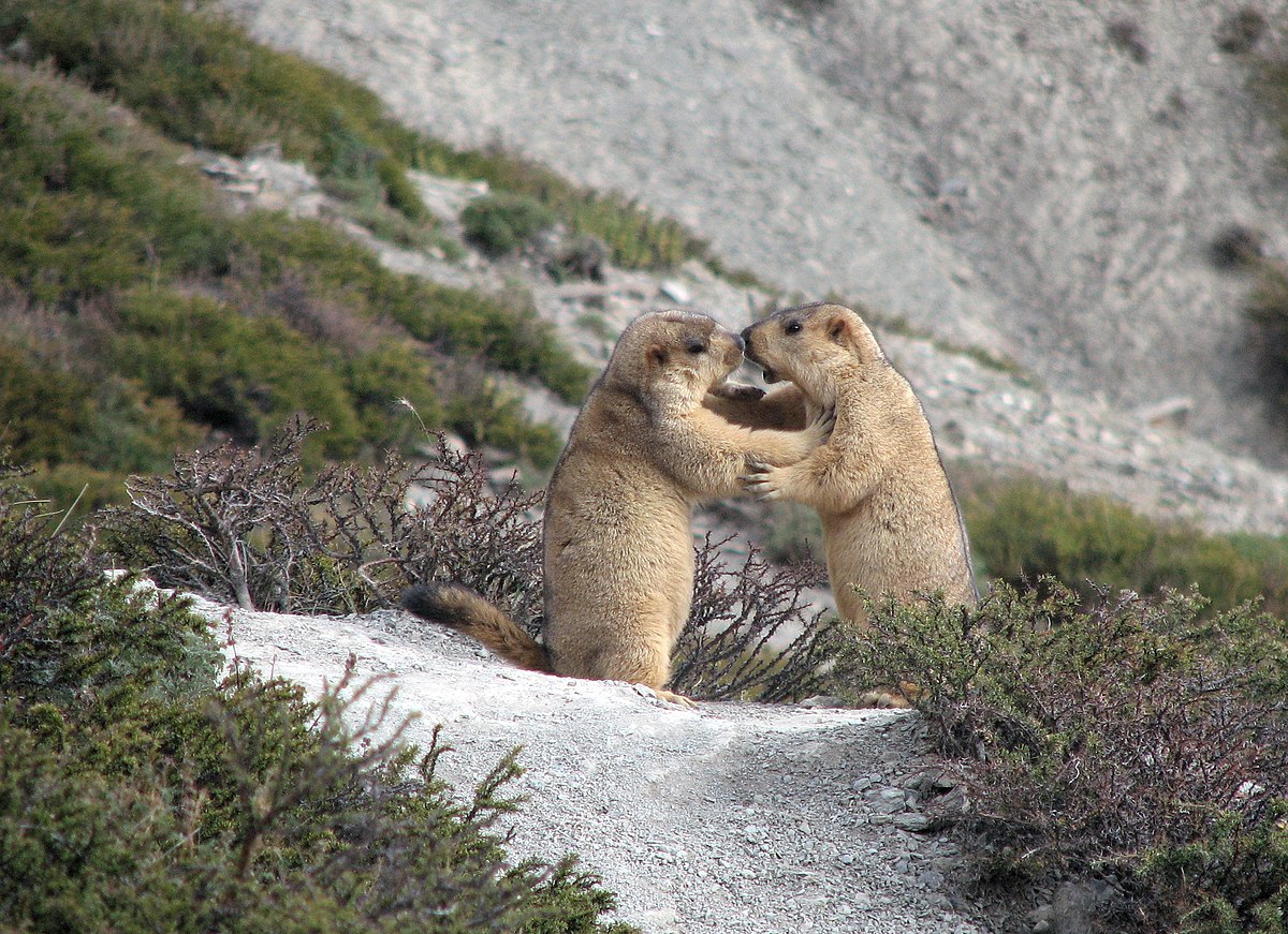 2 zone grade english Wikispecies Marmota  himalayana