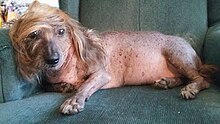 Himisaboo, a Chinese Crested-Dachshund mix, 2018 Himisaboo.jpg