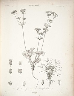 <i>Homalocarpus</i> Genus of Apiaceae plants