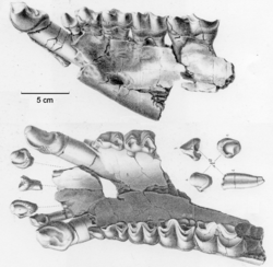 Brachydiastematherium.png Holotype