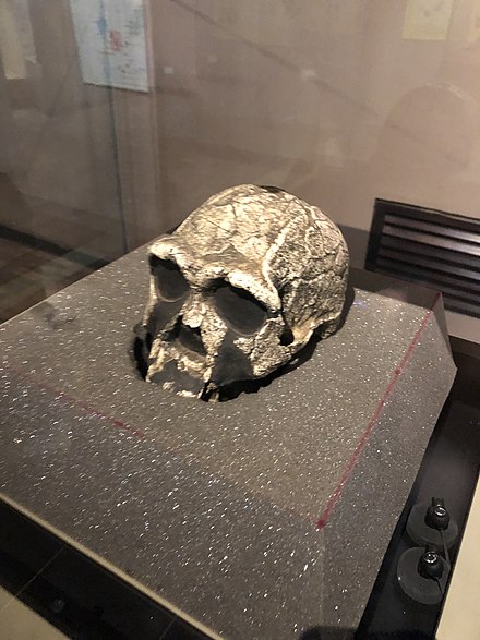 Homo erectus KNM ER 3733 actual skull