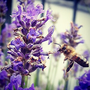 Imker: Tätigkeit, Bienenzucht, Geschichte der Bienenwirtschaft