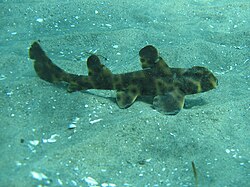 Horn shark. 
 JPG