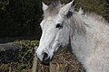 * Nomination Close-up of a dapple grey horse's head in Little Crosby --Rodhullandemu 15:36, 21 April 2021 (UTC) * Promotion  Support Good quality. --LexKurochkin 20:46, 26 April 2021 (UTC)