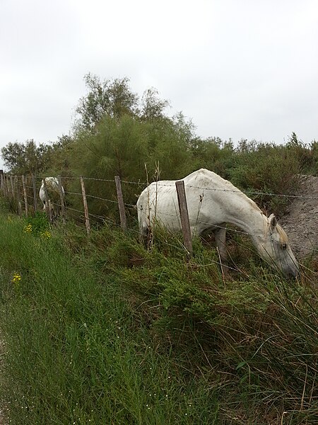 File:Horse grazing at Parc Ornithologique de Pont de Gau 01 - 2013-09.jpg