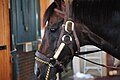 Horse named Paynter at WinStar Farm.jpg