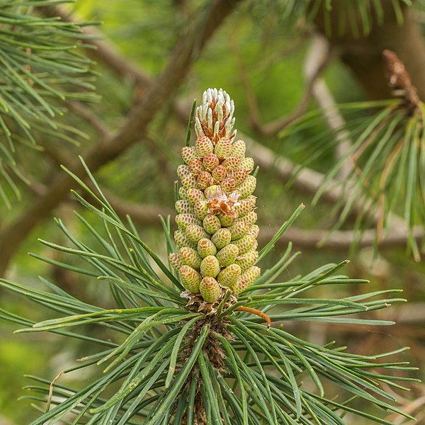 File:Hortus Haren 18-05-2019. (d.j.b).03.jpg