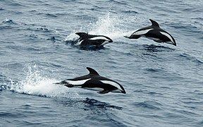 Hourglas dolphin crop.jpg