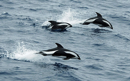 Tập_tin:Hourglas_dolphin_crop.jpg