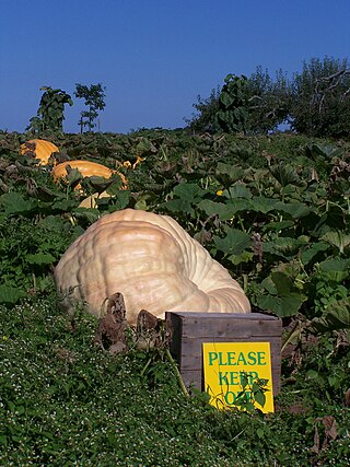 <span class="mw-page-title-main">Howard Dill</span> Canadian giant pumpkin breeder