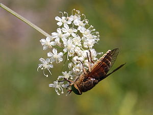 Unknown fly