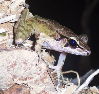 <i>Huia</i> (frog) Genus of amphibians