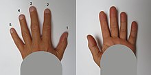 Finger - Wikiwand