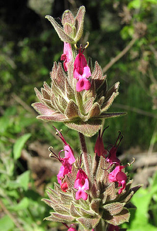 <i>Salvia spathacea</i> Species of flowering plant