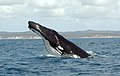 Humpback Whale Oceans (worldwide)