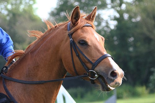 Classic English-style Cavesson Noseband