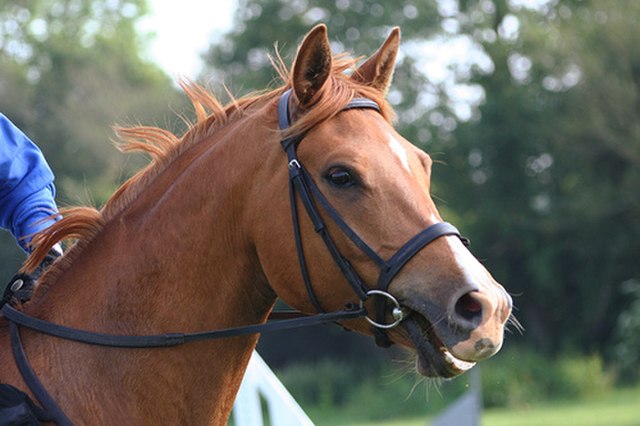 A horse wearing an English bridle with a snaffle bit, the end of which can be seen just sticking out of the mouth. The bit is not the metal ring.