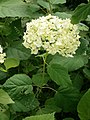 Hydrangea arborescens 'Annabelle'