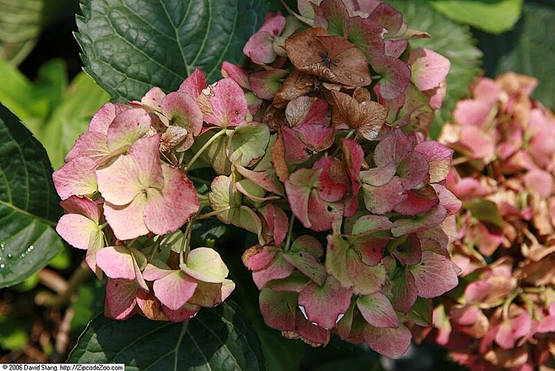 File:Hydrangea macrophylla Hamburg 1zz.jpg