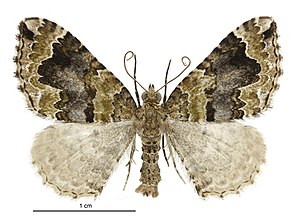 Hydriomena rixata male.jpg