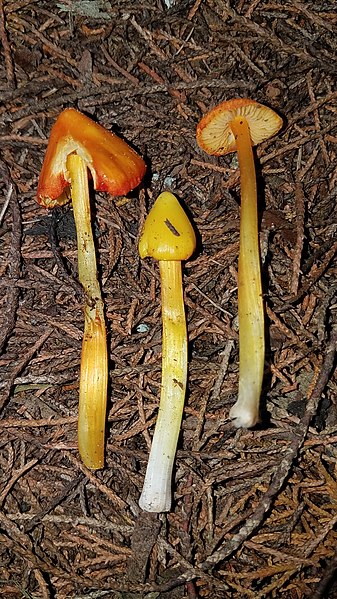 File:Hygrocybe acutoconica 50263480.jpg