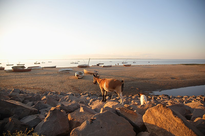 File:ILRI, Stevie Mann - Goats scavenge a beach at Maputo, Mozambique.jpg