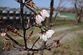 S509 疣桜 Ibozakura 花の写真