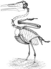 Ichthyornis skeleton.jpg