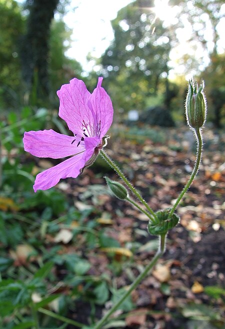 Tập_tin:Iglica_pirenejska_Erodium_manescavi_2.jpg