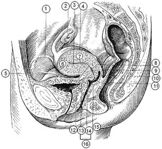 <span class="mw-page-title-main">Supravaginal portion of cervix</span>