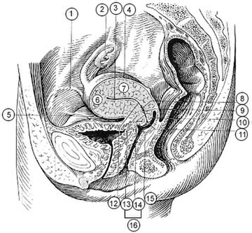 Supravaginal portion of cervix