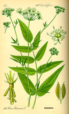 Sugar root (Sium sisarum), illustration