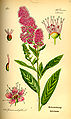 Fűzvelevű gyöngyvessző az 1885-ös Flora von Deutschland, Österreich und der Schweiz-ban